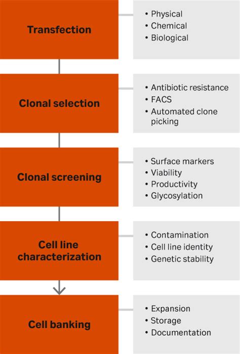 lv cell|lentivirus cell line workflow.